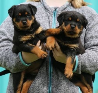 Rottweiler Puppies Ready For Sale