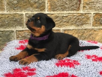 Rottweilers Puppies for Sale