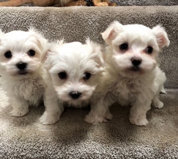 Adorable Maltese Puppies for sale 1