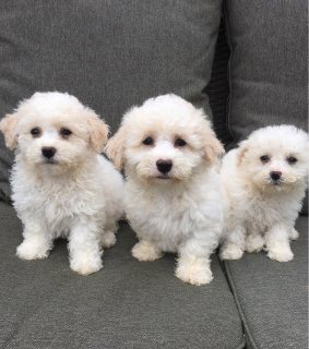 Bichon Frise Puppies for sale 