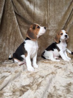  Cute Beagle puppies for sale  1