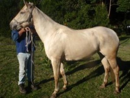 Arabian Horses For sale 1