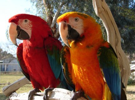 Blue and Gold Macaw parrots male and female for sale  1