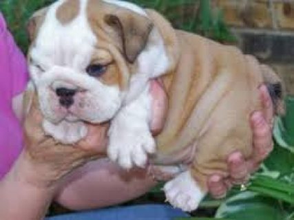 Super cute English bulldog puppies for sale