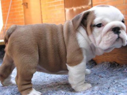 Super cute AKC Bulldog puppies available for sale