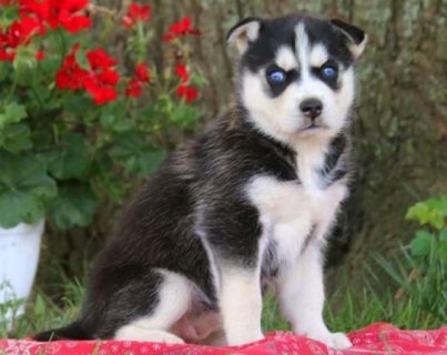 Super cute Siberian husky puppies for sale