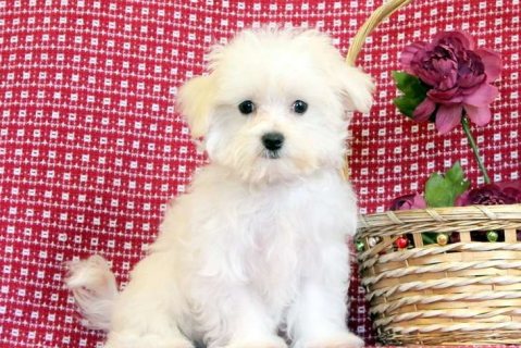 Clean awesome Maltese puppies for sale