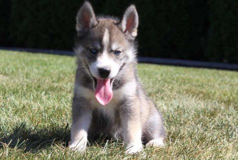 Gorgeous Siberian husky puppies for sale