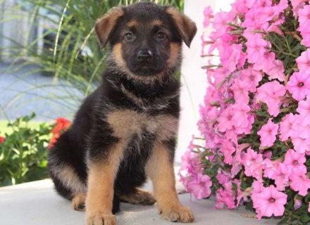 Super cute German shepherd puppies for sale