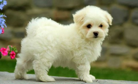 Good quality Maltese puppies for re-homing