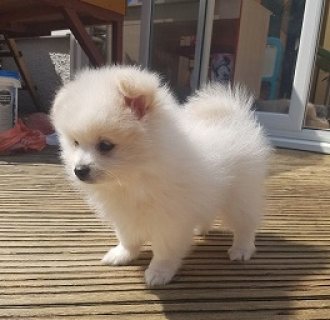 Healthy Pomeranian Puppies For Sale 1