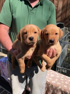 Labrador Puppies Ready for sale
