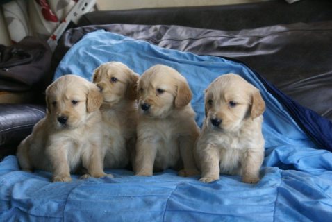 Golden retriever puppies available for sale 