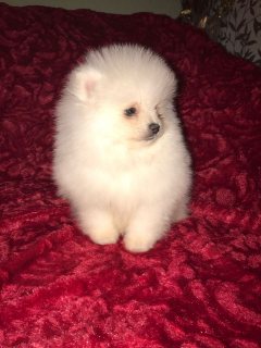 Pomeranian  puppies available for sale 1