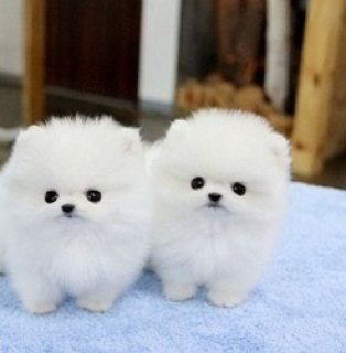 Home Raised Teacup Pomeranian Puppies for sale.