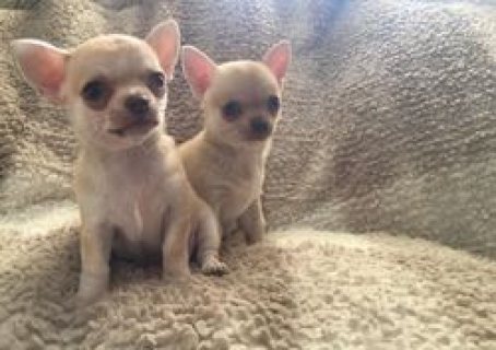 Lovely chihuahua puppies For Sale. 1