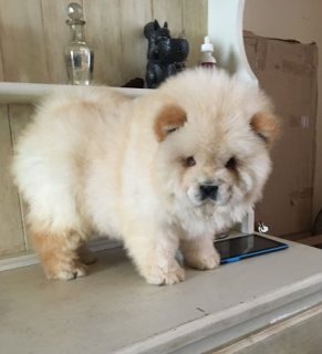 Chow Chow Puppies for fantastic homes