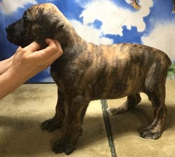 Merle Boerboel Puppies Available for good homes