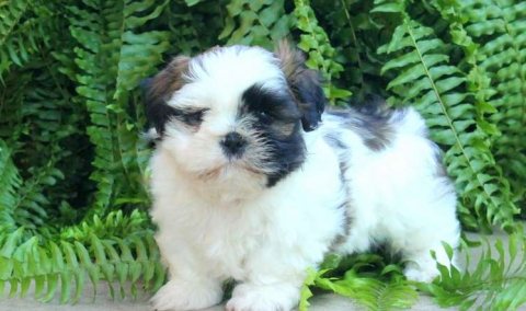 Clean home raise Shi Tzu puppies for sale