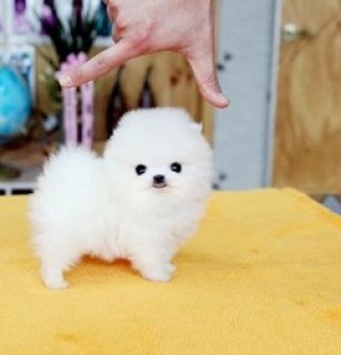 Cute Males and females Pomeranian Teacup Puppies for sale