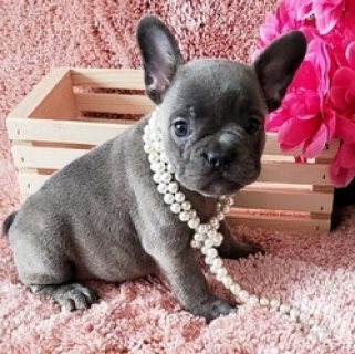 Healthy French Bulldog Puppies For sale