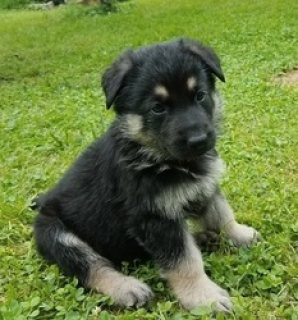 Male and Female German Shepherd Puppies Available