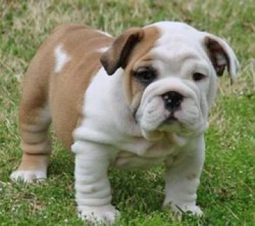 Lovely English Bulldog Puppies For sale 1
