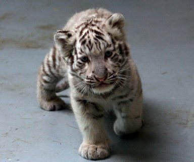 Tiger Cubs available for good homes. 1