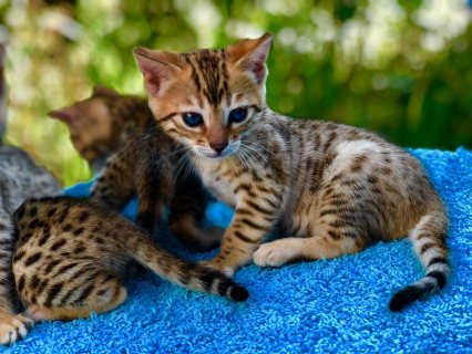 Home trained male and female bengal kittens Available