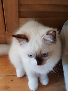 Ragdoll Kittens Available for sale  1