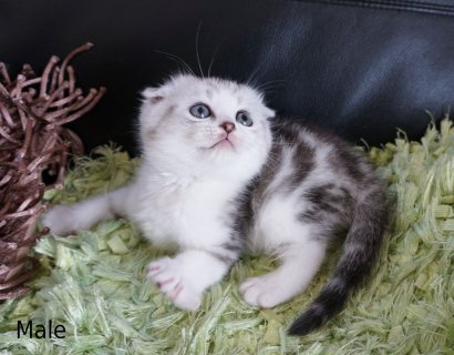 Pedigree Scottish Fold Kittens for sale 1