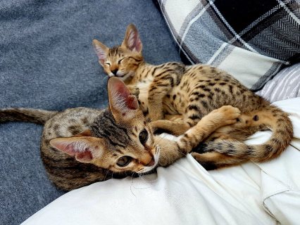  Savannah Kittens for sale 1