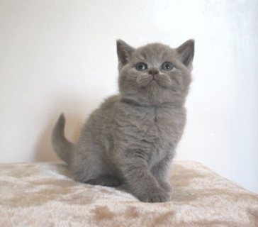 Male and female British Shorthair Kittens For Sale