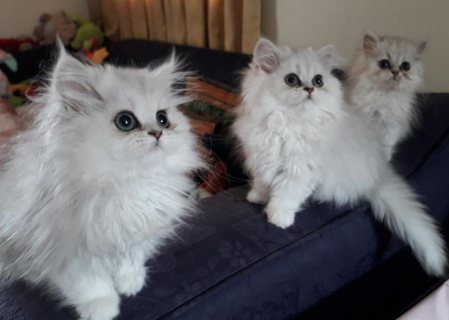 Persian Kittens For Sale 