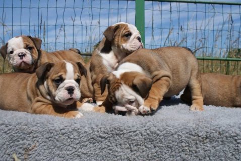 English Bulldog Puppies For Sale 