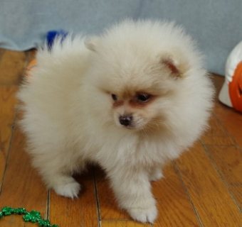 Elite Pomeranian puppy