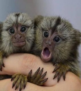 Baby marmoset monkeys 1