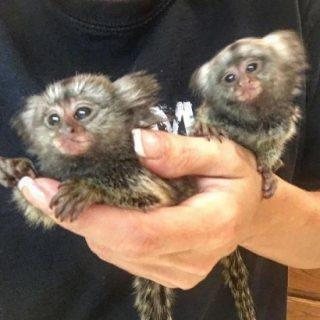 Adorable Marmoset Monkeys For Rehoming 1