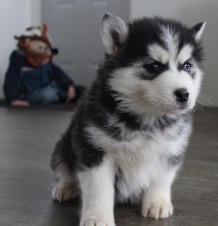 Kc Registered Siberian Husky Pups For Sale