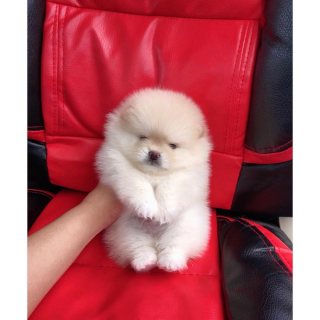 Micro Pomeranian Puppies for Sale