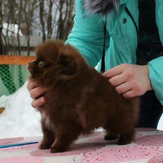 Chocolate Pomeranian Puppies For Sale