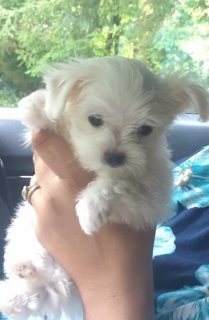  Maltese puppies for sale.