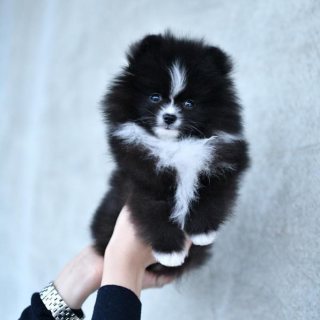  Cute Pomeranian puppies for sale.