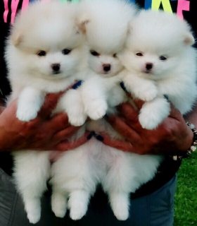  Home Trained Pomeranian Puppies For sale.
