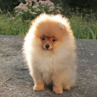  Lovely Pomeranian puppies for sale.