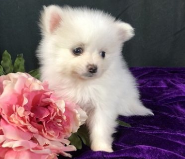 Milky Pomeranian Puppy Available