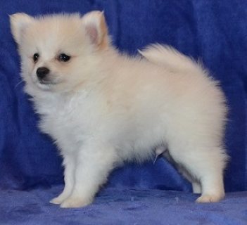 Two top class Pomeranian puppies available