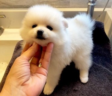 Nice and Healthy Pomeranian Puppies