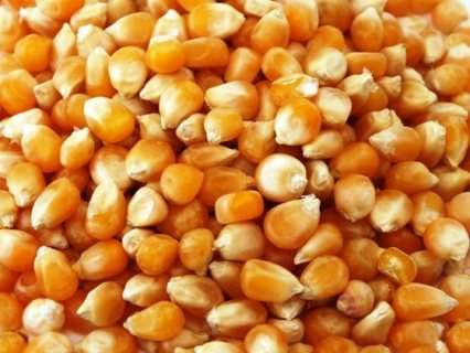  Grade A Yellow Corn / White Maize (Non GMO Yellow Corn)...+254770172338 1