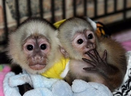 marmoset/capuchin monkey for sale 3